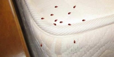 Viðurstyggilegar veggjalýs gera fólki nú lífið leitt í London