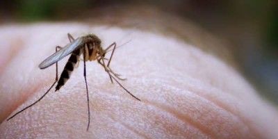 Í ljós kemur að við höfum mismunandi tegundir örvera á húð okkar.