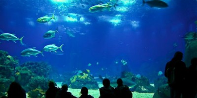 Stórt og mikið og margt að undrast yfir í sædýrasafninu í Lissabon