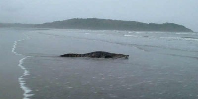 Þetta ferlíki var á leið í sjóinn við Góa þegar heimamaður var á morgungöngu fyrr í vikunni. Mynd Facebook/Nilesh Bagkar