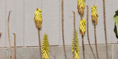 Aloe Vera planta á strönd Aruba. Mynd Forest Starr