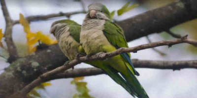 Ekki óvenjuleg sjón í heitari löndum heims. En óvenjuleg sjón í New York. Mynd Great Big Story